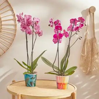 Carrefour Market Orchidée phalaenopsis (h) offre