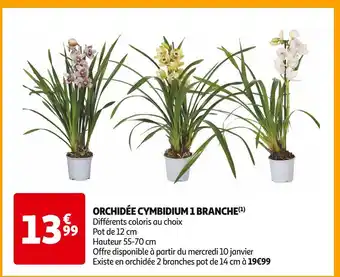 Auchan Supermarché Orchidée cymbidium 1 branche offre