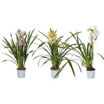 Auchan Orchidée cymbidium 1 branche offre