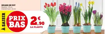 Super U BULBES EN POT Hauteur 15 cm offre