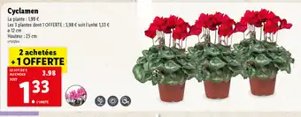 Lidl Cyclamen offre