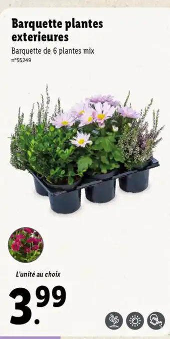 Lidl Barquette Plantes Exterieures offre