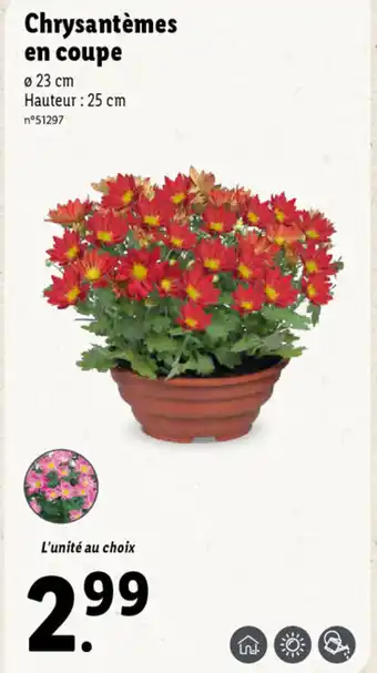Lidl Chrysanthèmes En Coupe offre