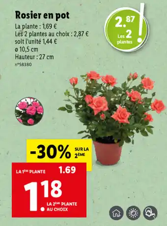 Rosier En Pot