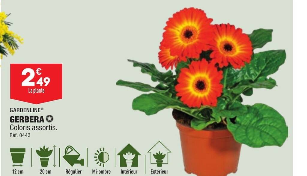 Promo GERBERA chez ALDI