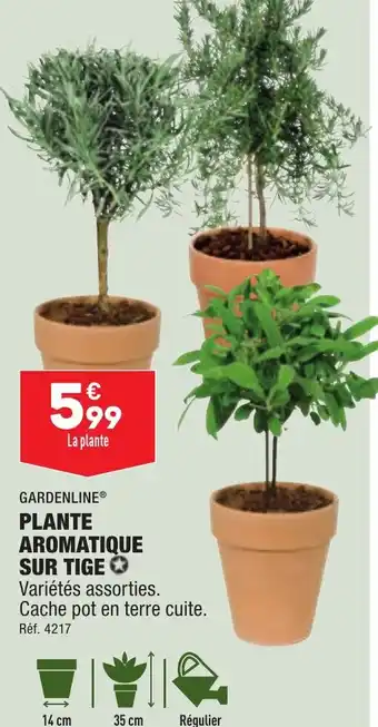 ALDI PLANTE AROMATIQUE SUR TIGE offre