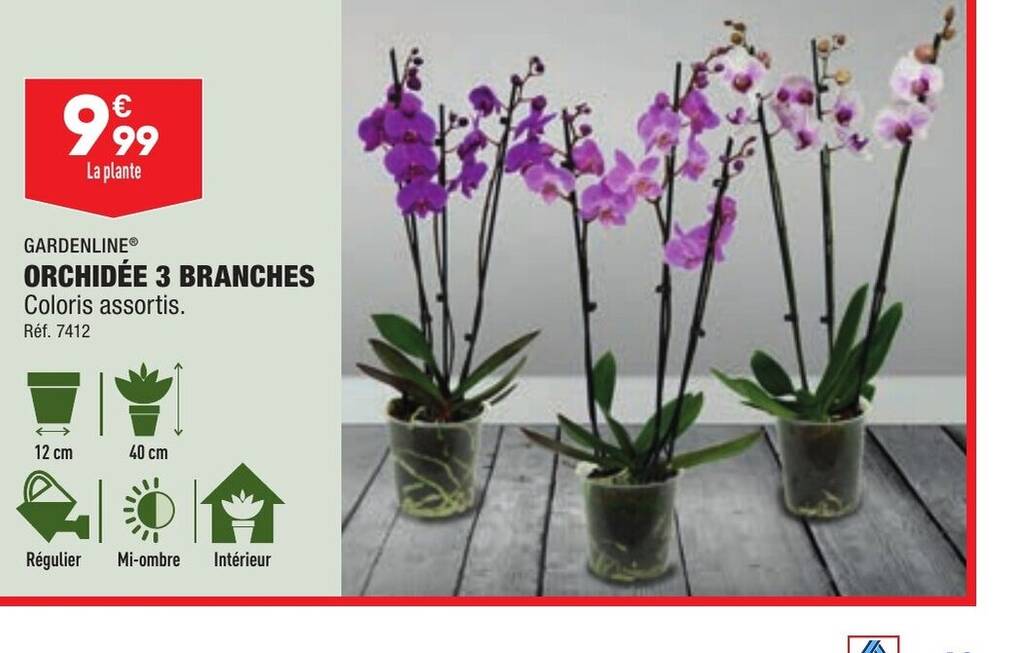 Promo ORCHIDÉE 3 BRANCHES chez ALDI