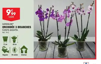 ALDI ORCHIDÉE 3 BRANCHES offre