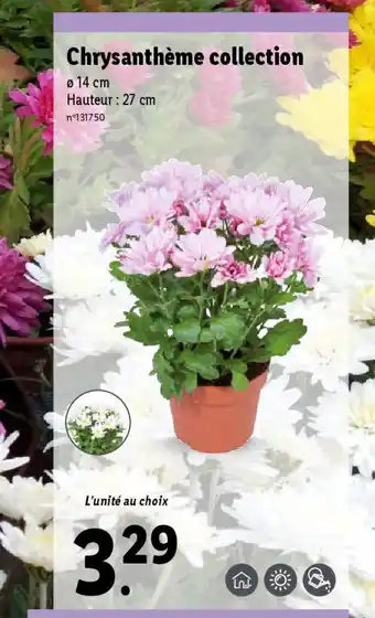Lidl Chrysanthème collection offre