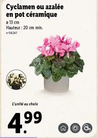 Lidl Cyclamen ou azalée en pot céramique offre