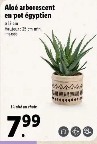 Aloé arborescent en pot égyptien