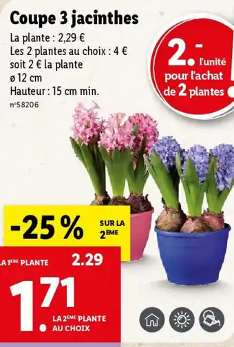 Lidl Coupe 3 jacinthes offre