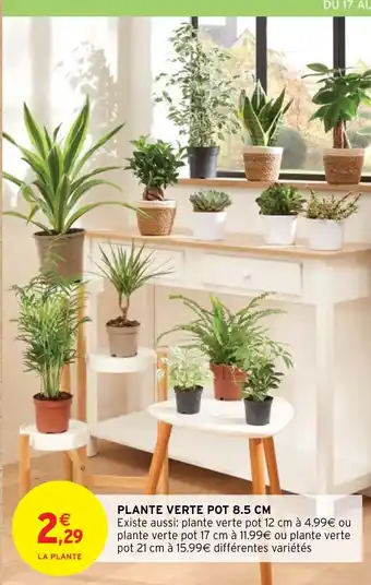 PLANTE VERTE POT 8.5 CM