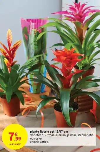 Intermarché plante fleurie pot 12/17 cm offre