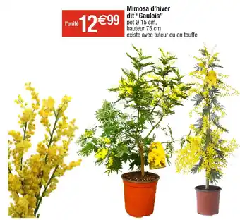 Cora x Carrefour Mimosa d’hiver dit “gaulois’’ offre