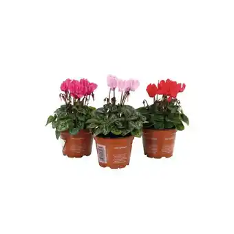 Auchan Cyclamen offre