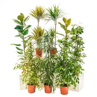 Auchan Plantes vertes offre