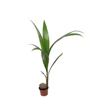 Auchan Coco nucifera offre