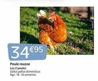 Jardiland Poule Rousse offre