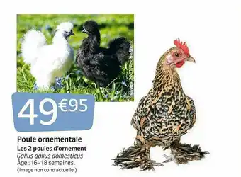 Jardiland Poule Ornementale offre