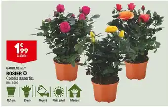 ALDI Gardenline rosier offre