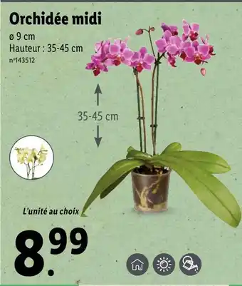 Lidl Orchidée midi offre