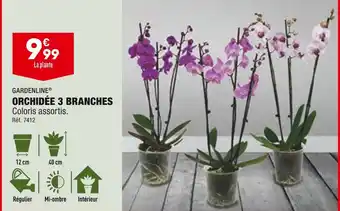 ALDI Gardenline orchidée 3 branches offre