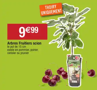 Arbres Fruitiers scion