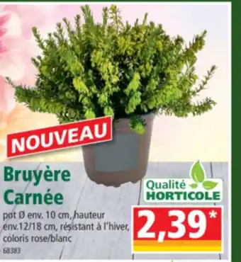 Bruyère Carnée