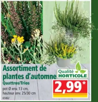 Norma Assortiment de plantes d'automme offre