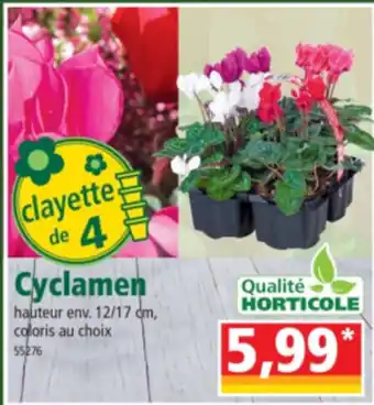 Norma Cyclamen offre