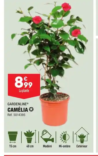 ALDI CAMÉLIA offre