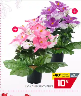 Lys / Chrysanthémes