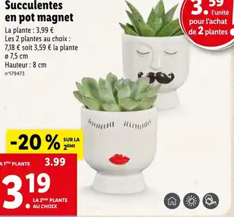 Lidl Succulentes en pot magnet offre