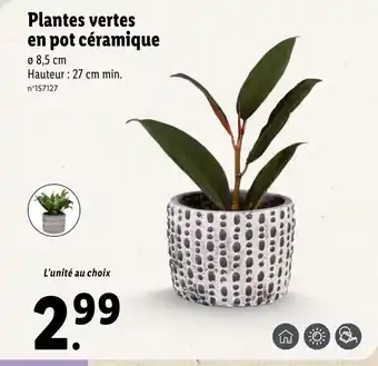 Lidl Plantes vertes en pot céramique offre