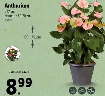 Lidl Anthurium offre
