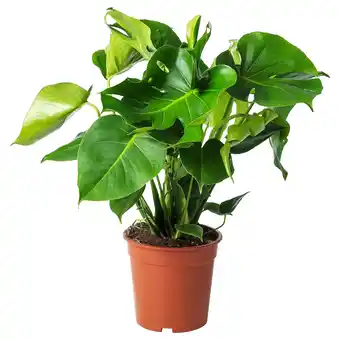 IKEA Monstera plante en pot, monstera deliciosa faux philo , 21 cm offre