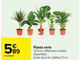 Carrefour Plante verte offre