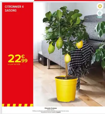 Carrefour Citronnier 4 saisons Hauteur 60 cm. offre