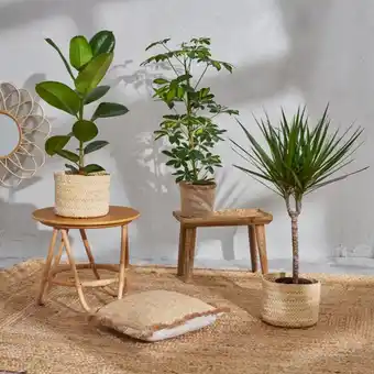 Carrefour Market Plante verte (h) offre