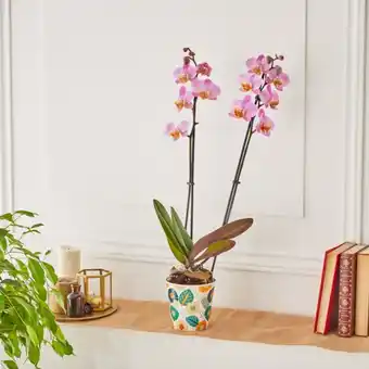 Carrefour Market Orchidée phalaenopsis (h) offre