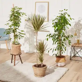 Carrefour Market Plante verte (h) offre