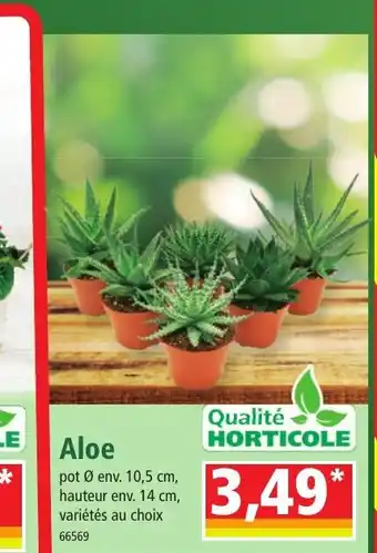 Norma Aloe offre