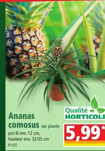 Norma Ananas comosus offre