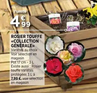 Bi1 Rosier touffe offre
