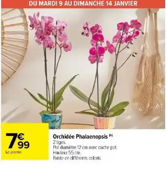Carrefour Market Orchidée Phalaenopsis) offre