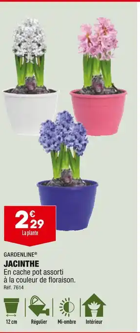 ALDI Gardenline jacinthe offre