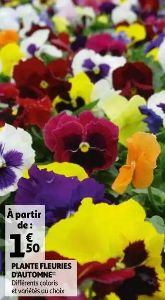 Auchan Plante fleuries d'automne offre
