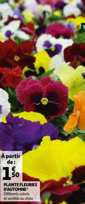 Auchan Plante fleuries d'automne offre