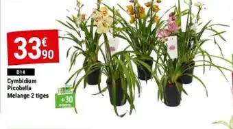 Gamm vert Cymbidium Picobella Melange 2 tiges offre